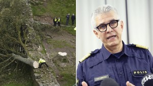 Det meningslösa våldet mot ett vackert träd fick ögonen att tåras