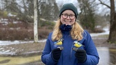 Nu ska Sveriges fåglar räknas – "sitter bänkade hela helgen"