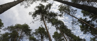 KARTA: 50 områden i Linköping där kommunen vill satsa på tallar