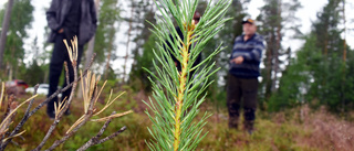 Skogen i Västerbotten avgörande för grön omställning