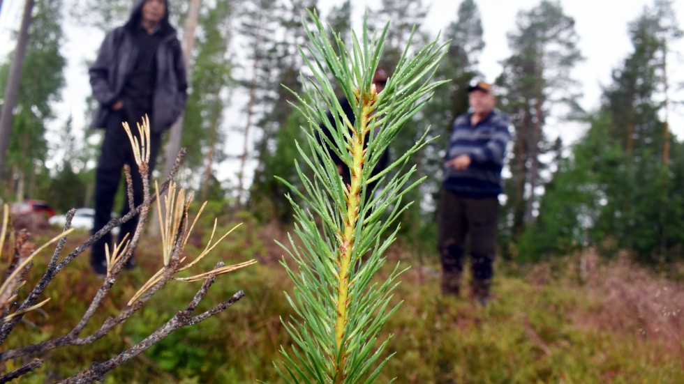 Pine saplings are found in Martin Lundgren's forests. "But they are outcompeted by spruce or eaten by moose," he says.