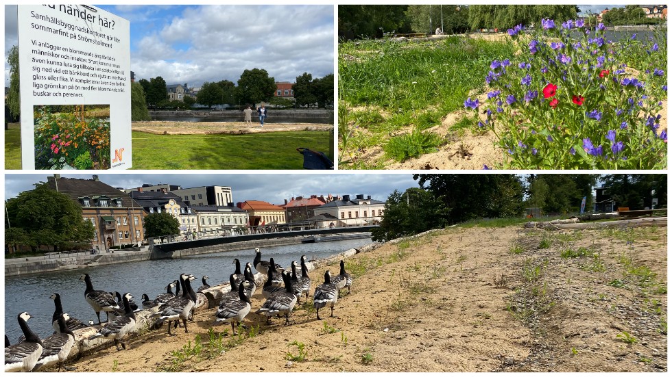 Designad skräphög kallar insändarskribenten den blomsteräng som anlagts på Strömsholmen. Gässen har kalasat på en hel del av fröna innan de grott.