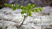 Umeå kommun delar ut träd till alla invånare