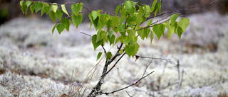 Umeå kommun delar ut träd till alla invånare