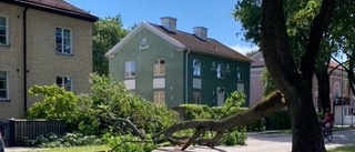 Träd har fallit tvärs över gata i Luthagen: "Det var på ögat att huset träffades"