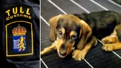 Smuggelhundar ökar i Sverige • "Det är fruktansvärda förhållanden" • Råd innan du skaffar hund