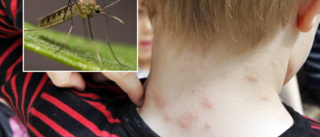 Efter värme och regn – varnar för mygginvasion: ✓ Oerhört aggressiva ✓ Anfaller i grupp ✓ Värst drabbade platserna