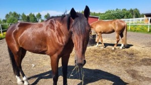Fyra hästar från länet i silverfinal med kvartsmiljon i förstapris: "Har bra känsla för Gazoline Mearas"