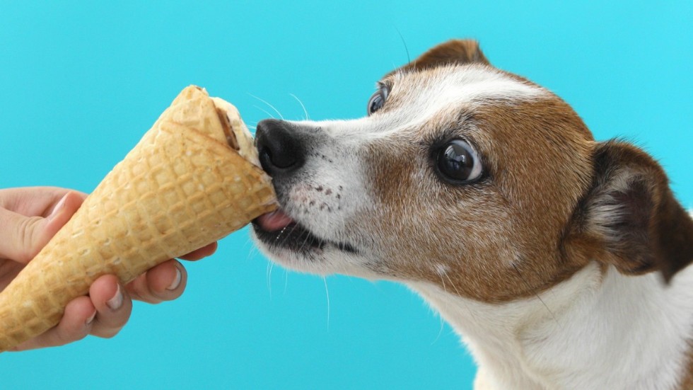 Varför är det bara hundar som får specialgjord glass?
