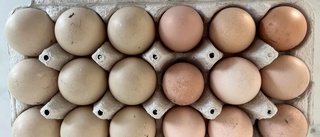 Prisstegringar slår hårt mot äggproducenter • "Det känns oroligt" • Så påverkas konsumenterna
