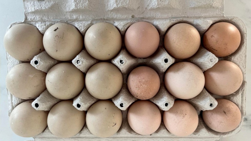 Trots den gäckande äggtjuven har jag lyckats få ihop en äggkartong. De lite gråaktiga äggen till vänster är ankägg och de ljust bruna är från hönsen. 