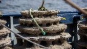 Konstgjorda rev kan hjälpa Kattegattorsken