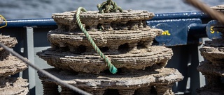 Konstgjorda rev kan hjälpa Kattegattorsken