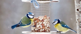 Fett och frön ger energi till fåglarna i vinter
