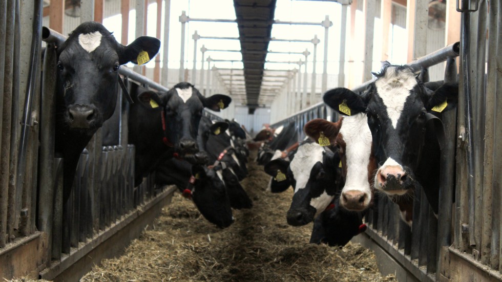 Korna går gärna på rutin. När förändringar sker på gården, till exempel att mjölkrobotarna byts ut, kan de bli rädda och förvirrade.