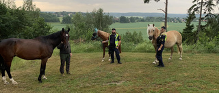 Hästarnas nattliga motorvägsäventyr – fångades in av polisen