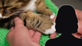 Misskött katt fick avlivas – kvinna förbjuds ha husdjur