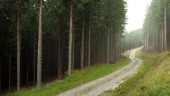 Östergötlands skogar måste klimatanpassas