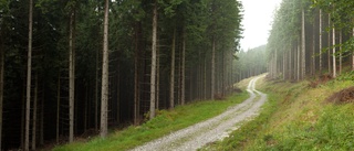 Östergötlands skogar måste klimatanpassas