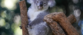 Klamydia dödar koalorna – nu ska de vaccineras