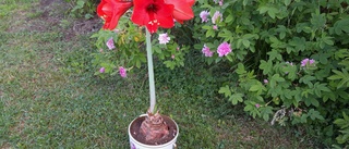 Läsarbilden: Amaryllis i jul(i)