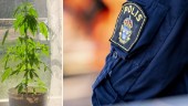 Vimmerbybo odlade cannabis i köksfönstret – "för skojs skull"