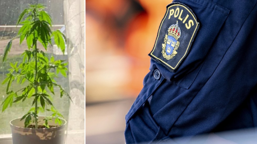 I kikaren såg polisens spanare en cannabisplanta i köksfönstret hemma hos en Vimmerbybo i 40-årsåldern.