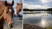 Populära badsjön ska renas – hästgårdar pekas ut som miljöbovar 