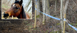 Polisen står utan tips om döda ponnyn