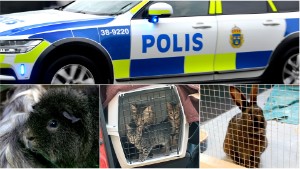 Djurägare hämtades av polisen – sju katter, nio kaniner och ett marsvin omhändertas