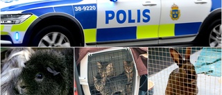 Djurägare hämtades av polisen – sju katter, nio kaniner och ett marsvin omhändertas