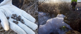 Efter haveriet: Svårupptäckta plastkulor kvar i naturen – oklart hur många: "Jättesvårt att veta"