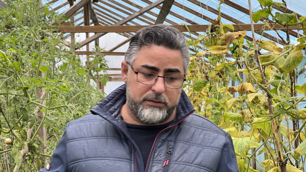 Wael Alshater står i sitt växthus. Här mognar fortfarande tomater. Växthuset får inte vara kvar eftersom det överstiger en halv meter. "Sveriges klimat kräver växthus", säger han.