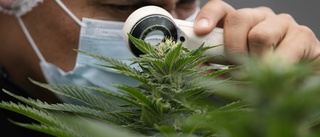 Tyskland banar väg för laglig cannabis