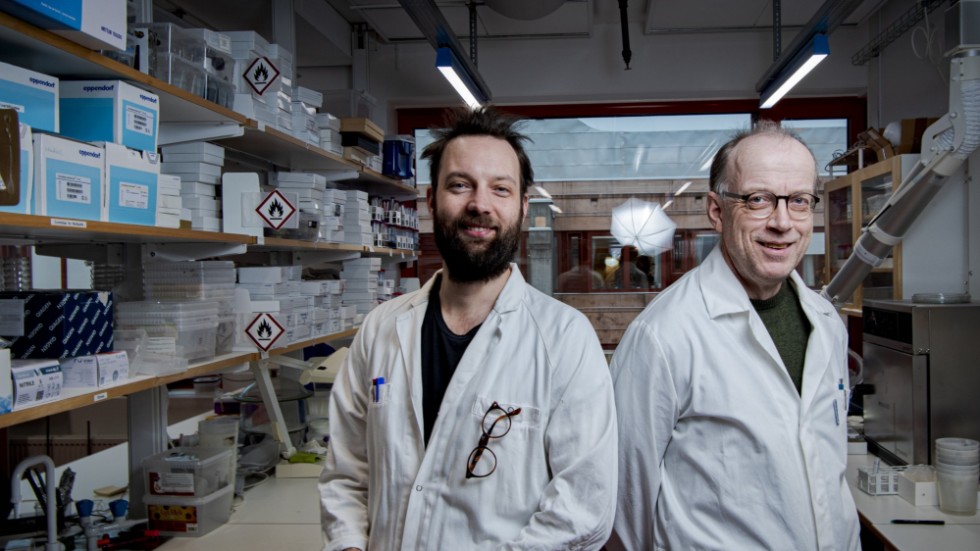 Doktorand David Åhlén och professor Peter Hambäck har samlat in tusentals spindlar och insekter som ligger packade i lådor och provrör på labbet på Stockholms universitet, där ett digert räknande pågår.