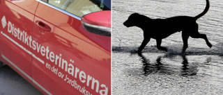 Tre gotländska hundar döda i ovanliga sjukdomen • ”Blir rejält dåliga med blodiga diarréer och hög feber” • Varningstecknen