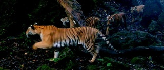 Sällsynt tigerfamilj ger hopp i Thailand