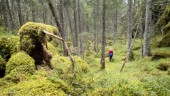 Södermanlands skogar behöver mer död ved