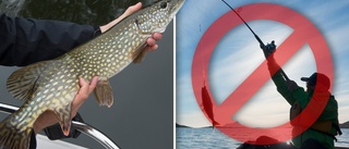 Gäddan är på kraftig nedgång – men åsikterna om fiskeförbud går isär: ”Skapar bara upprörda känslor”