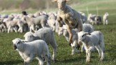 Viruset dödar lamm och kalvar – SVA varnar