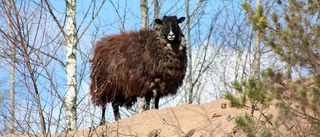 Vildfåret fångat på bild – är fåret Shaun på semester i Hultsfred?