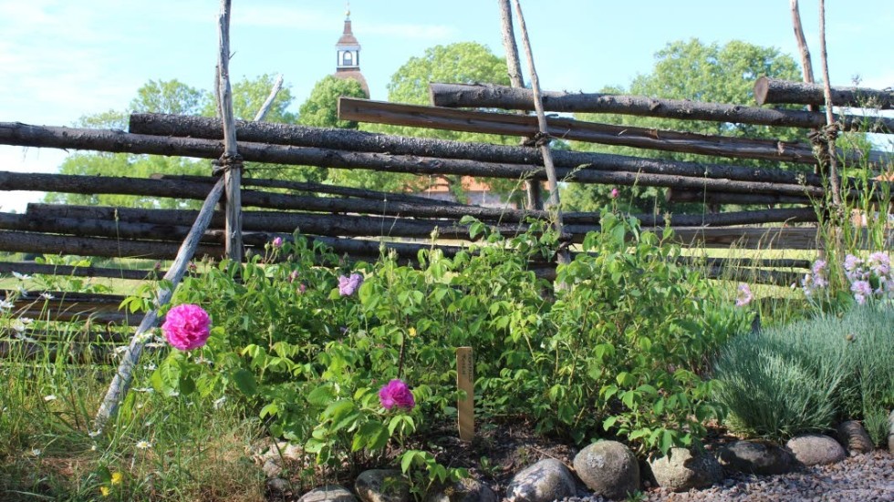 Såhär ser den ut, Törnsfallsrosen, som växer vid hembygdsgården i Törnsfall.