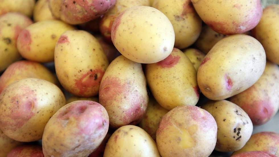 Potatisskörden har minskat med 13 procent i Östergötlands län.