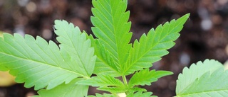 Åtalas för att ha odlat cannabis i hemmet