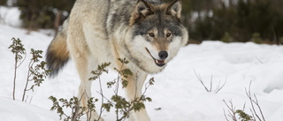 Predator alert: Wolves spotted west of Skellefteå