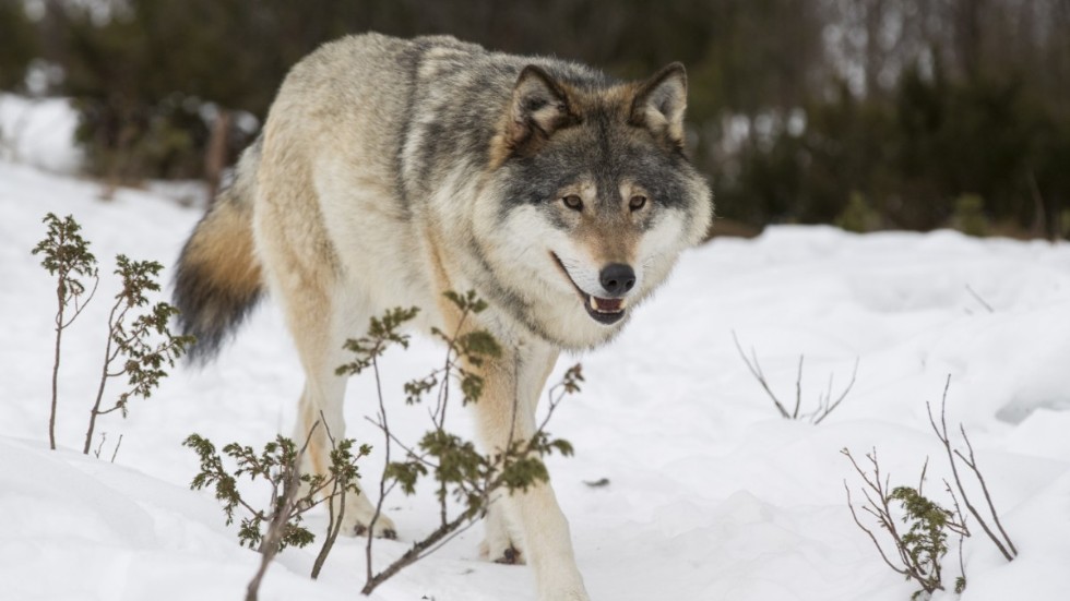 Predator handler Ellinor Sahlén says that it's problematic when wolves are within reindeer herding areas. "But it's also important that the wolves can pass through." Stock image.