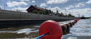 Flytbojar mot bajsande gäss i hamnen