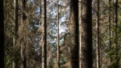 Skog i Västerbotten blir naturreservat efter stor affär