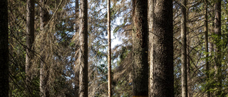 Skog i Västerbotten blir naturreservat efter stor affär