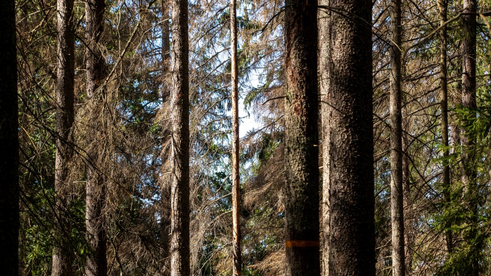 Hotet mot skogen är i förlängningen ett hot mot oss själva. Skriver Nicklas Adamsson (MP) Gruppledare i Katrineholm. 